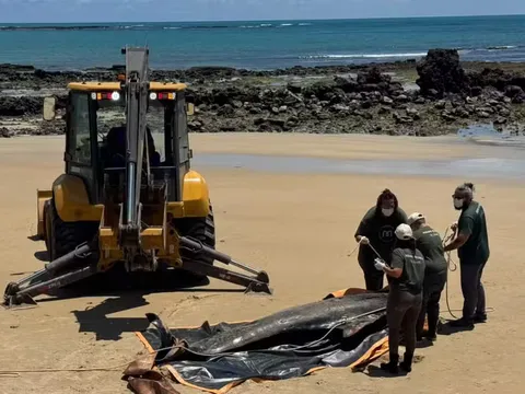 Baleia-piloto morre após encalhar em praia do litoral do RN