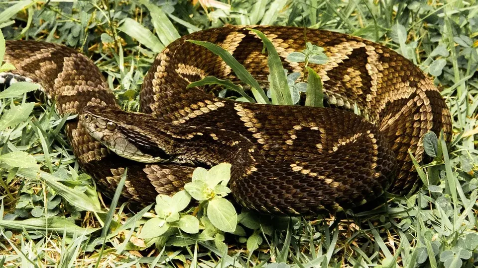 Sesap alerta população sobre prevenção de acidentes com serpentes
