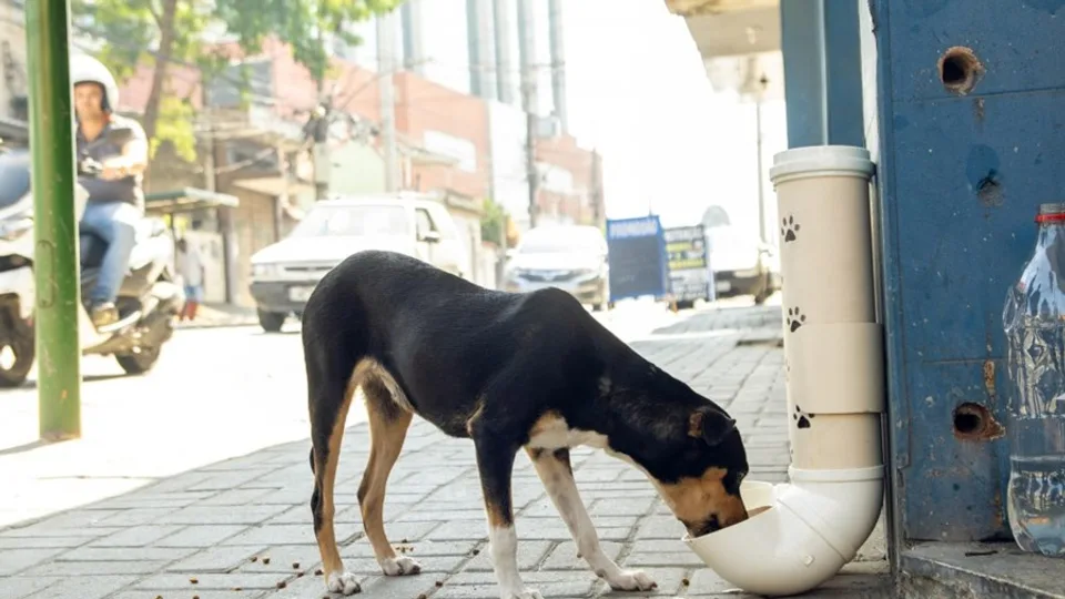 Nova lei no RN proíbe remoção irregular de animais comunitários e define regras de manejo