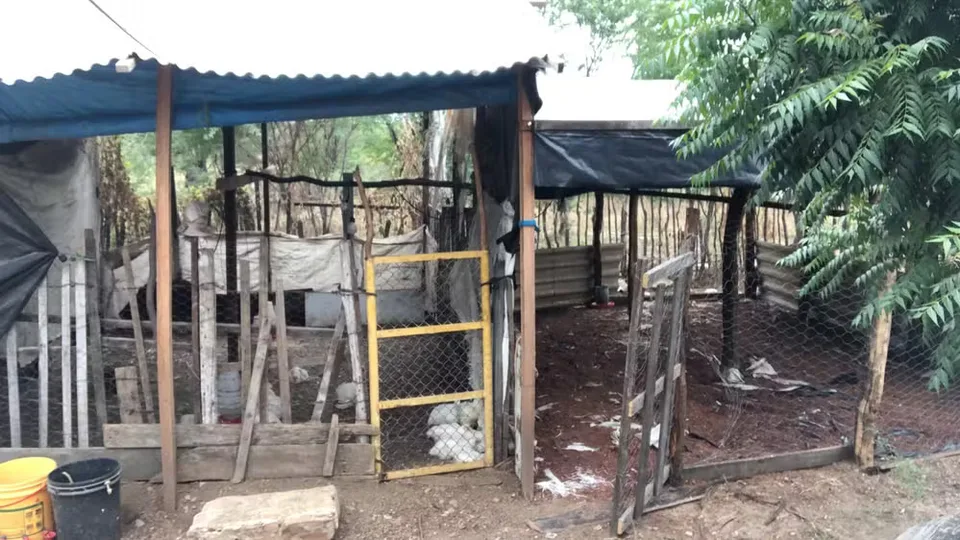 Ataque de cães mata cerca de 150 frangos no interior do RN, diz produtor