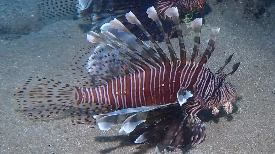 Cidade do RN promove torneio de caça ao peixe-leão para conter espécie invasora no litoral