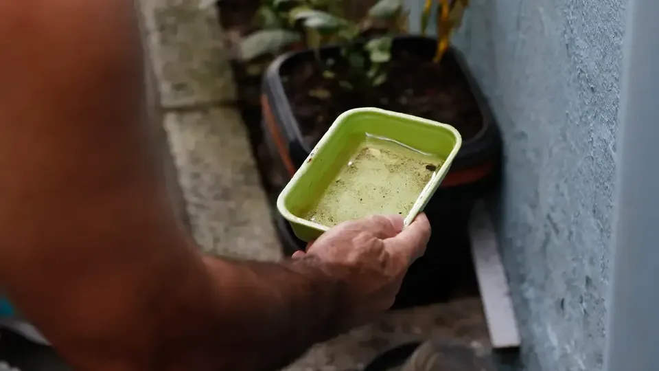 El Niño pode aumentar casos de chikungunya e dengue no Brasil