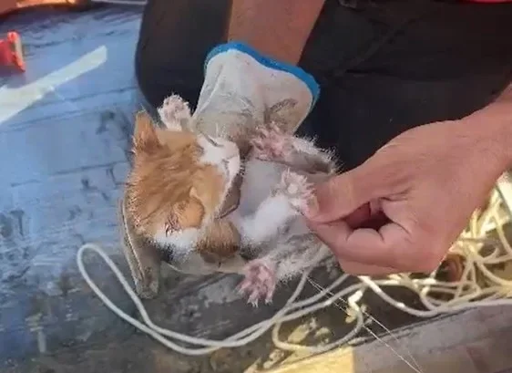 Gato é resgatado após ficar preso em tubulação de calha em residência de Natal