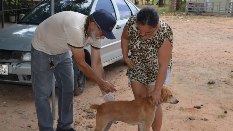 Vacinação antirrábica para cães e gatos na zona urbana começa dia 25