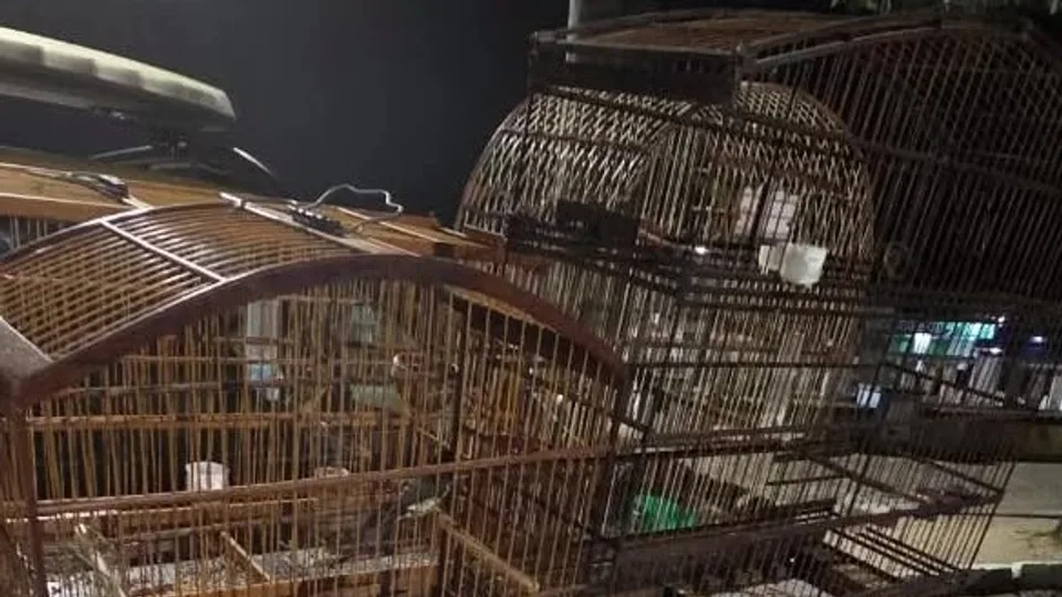 Homem tenta fugir de blitz e é preso com aves silvestres em cativeiro em Macaíba