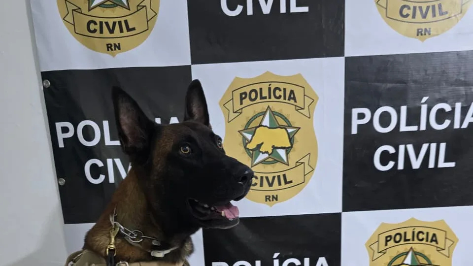 “Operação Liberdade”: Polícia Civil apreende adolescente por ato infracional análogo aos crimes de tráfico de drogas e posse irregular de munições na praia de Pipa
