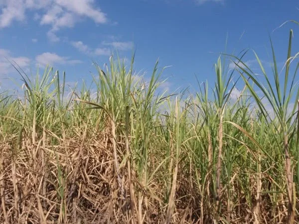 Produção agrícola do Rio Grande do Norte supera os R$ 3,92 bilhões em 2025; cana-de-açúcar, banana e melão são destaques