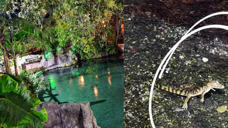 Olheiro de Pureza é interditado temporariamente para banho após aparecimento de jacaré-coroa