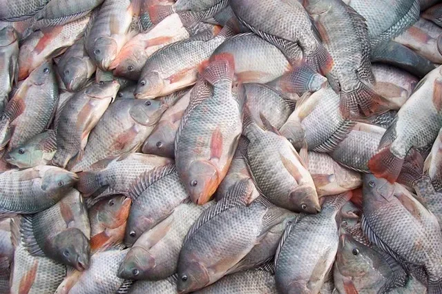 Após aumento de casos de ciguatera no RN, Sesap destaca 10 peixes que devem ser evitados