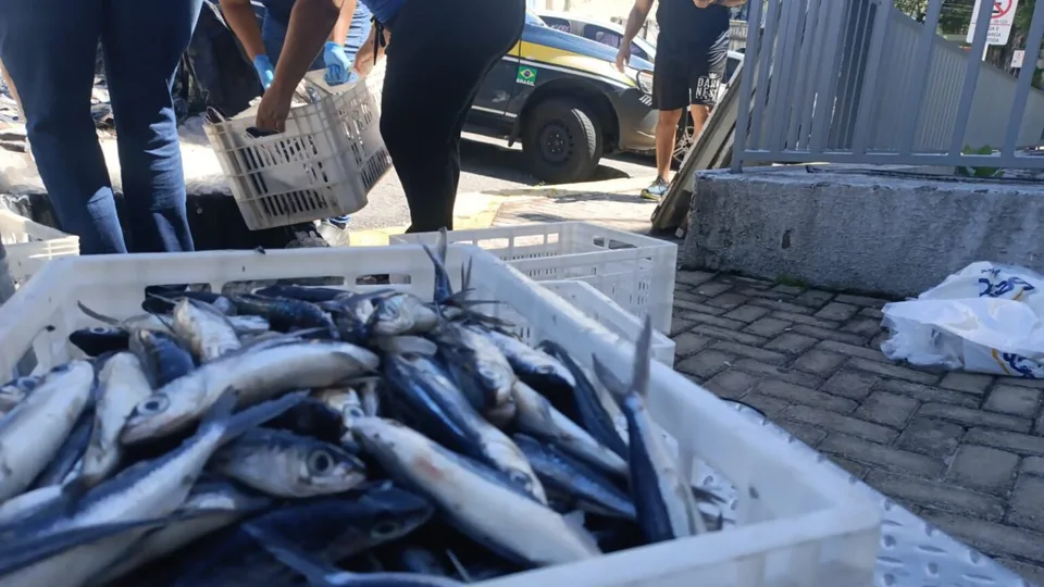 PRF flagra transporte irregular de quase 700 kg de peixe-voador na BR-406 no RN
