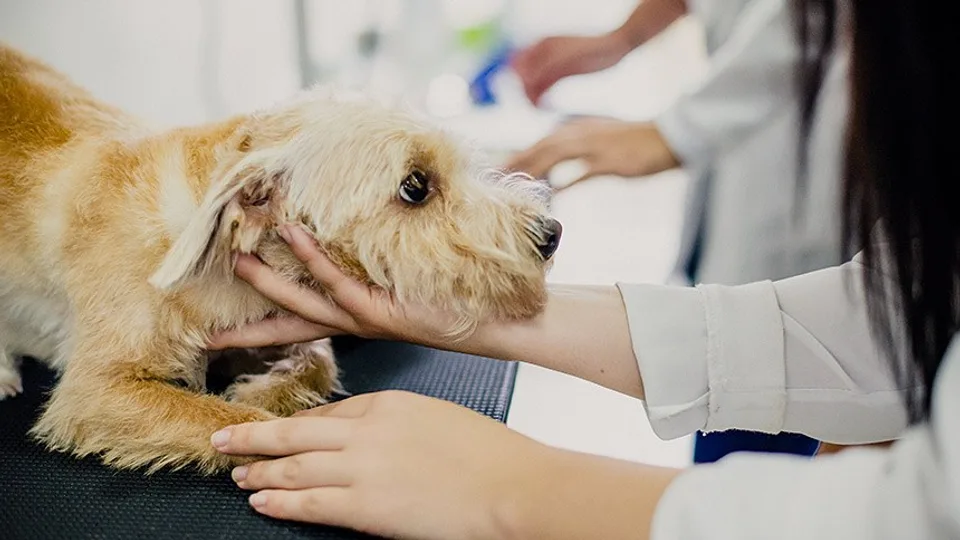 Exercício ilegal da medicina veterinária passa a ser crime