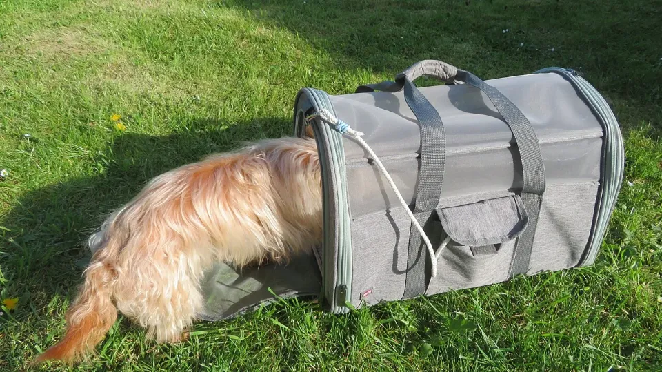 Cachorro entrando em uma bolsa de transporte para animais, sobre a grama
