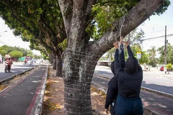 Dois trabalhadores enrolam fios de luzes de Natal no tronco de uma árvore em canteiro de avenida de Natal