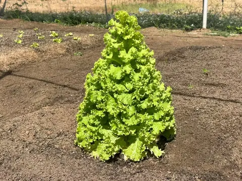 Pé de alface de 50 cm cresce em formato de árvore de Natal e chama atenção no RN